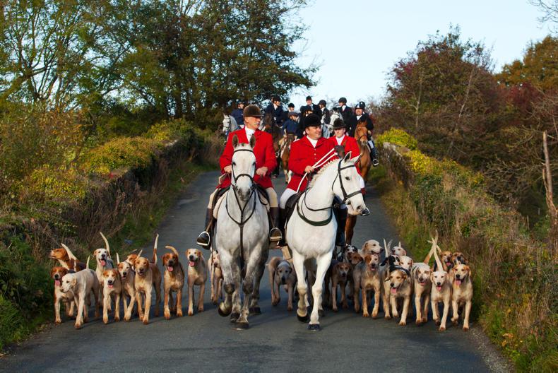 Tipperary foxhounds best sale