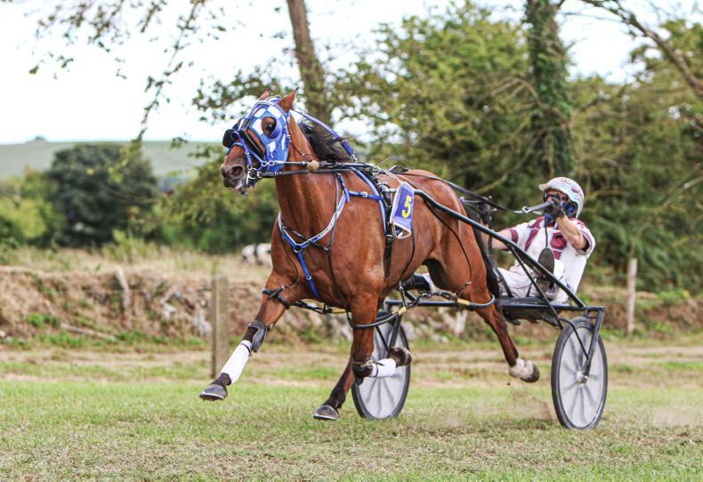 TD calls for sulky racing ban - Limerick Post News