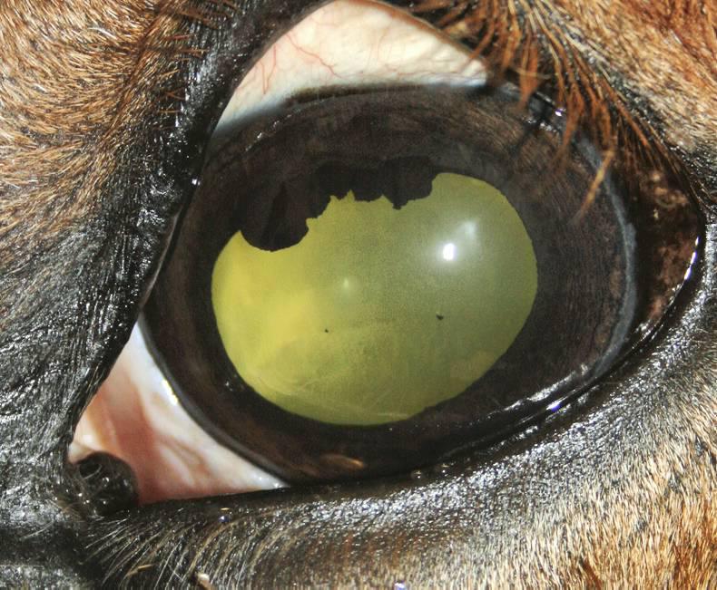 HANDS ON: Equine eye disorders